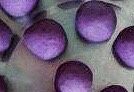 紫薯开口笑,做好的紫薯泥，揉成六个团，用保鲜膜盖好备用