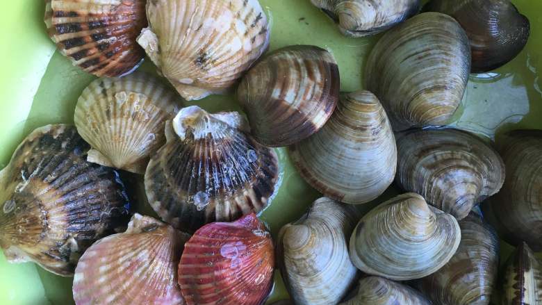 一锅出海鲜烩,处理海鲜：
扇贝和花蛤用牙刷刷干净外壳，在清水里养半天以上。