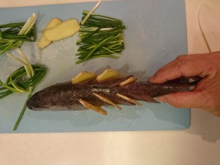 清蒸鱸魚,魚身縱面圖示。
