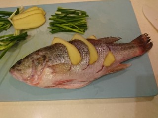 清蒸鱸魚,把姜片塞進斜切口裡，魚肚裡也要姜片。