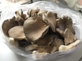 干炸蘑菇,新鲜的平蘑