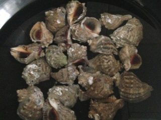 凉拌海螺,海螺用清水泡半天，洗净用水煮熟