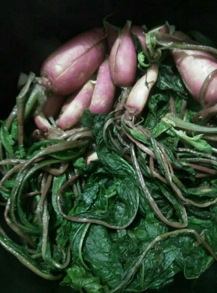 侗乡酸白菜,也可以用同样的方法，做萝卜酸菜。