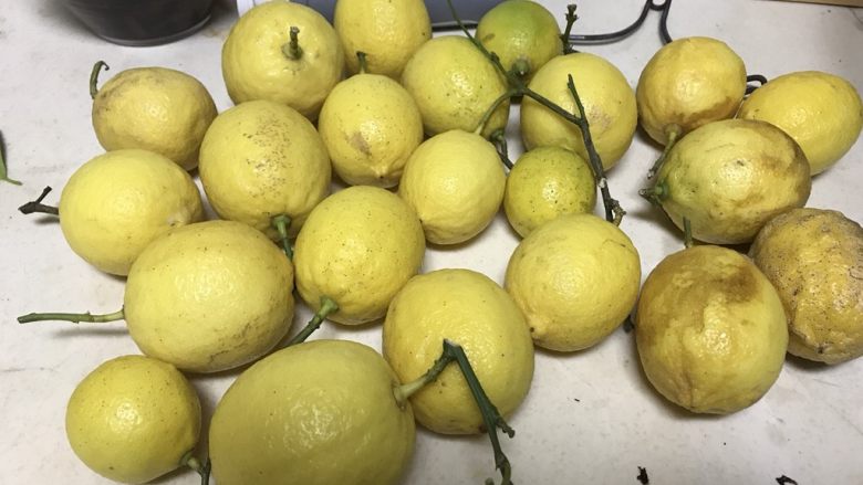 冰糖柠檬膏,朋友从四川安岳柠檬之乡带回来的自家果园无公害柠檬。
