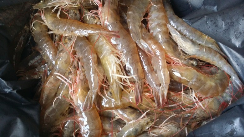 营养虾仁健康水果沙拉,新鲜海虾买回家，洗净。