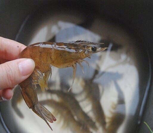 洋葱油爆虾,虾剪掉虾须，在虾背的第三个关节那里用牙签挑出虾肠