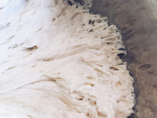 酸奶老面包-可以拉丝的面包,发酵到原油面团的3倍大，表面看起来糟糟的，用刮刀拨开边缘，可以看到明显的蜂窝状组织。