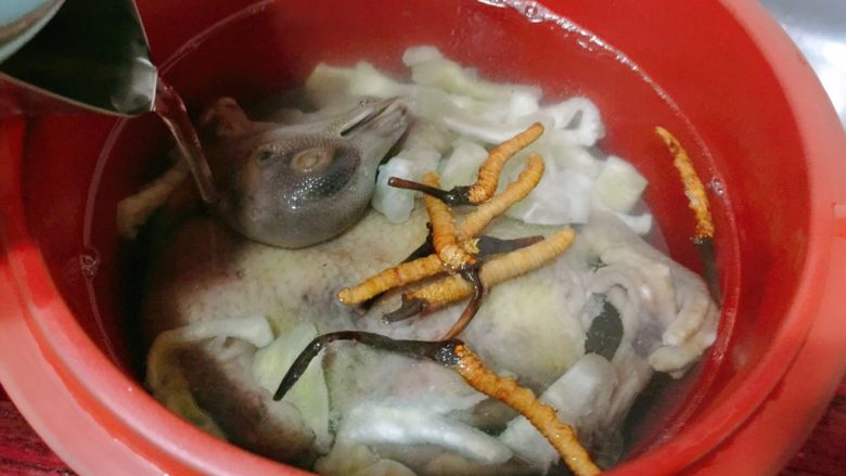 鸽子虫草鱼胶炖汤,注入开水。水量没过整只鸽子即可。