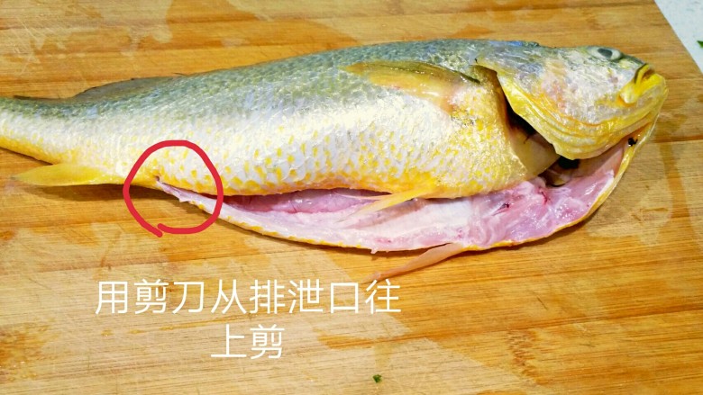 香辣黄花鱼,用大剪刀剪开鱼肚，去掉内脏，鱼鳃和黑膜。洗干净。
