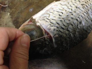 砂锅鱼炖豆腐,左手揪住小点，慢慢拽出，同时右手用刀平拍鲤鱼帮助取出腥线，两面都要这么做