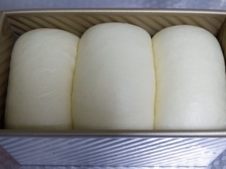 波兰种北海道牛奶吐司,将吐司盒放入烤箱中，烤箱中放一碗热水，38℃环境中进行二发，发酵至吐司盒8分满。