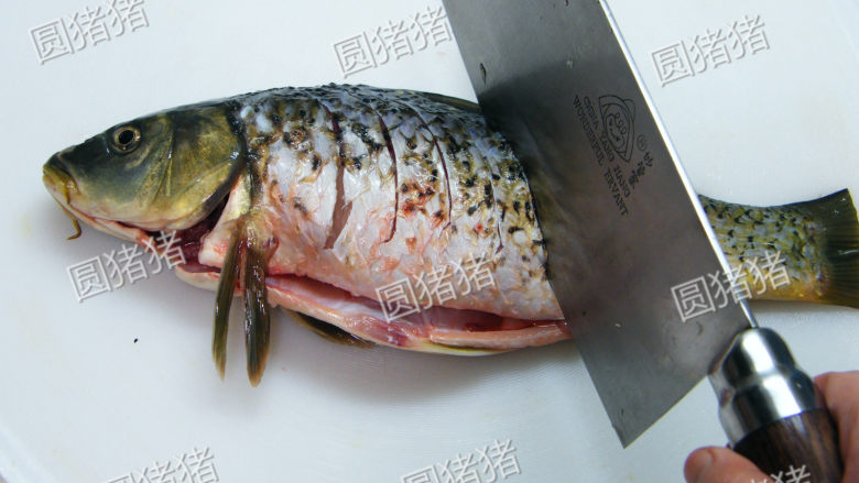 四川豆瓣鱼,鱼剖肚去肠，去鳞洗净后，用刀打上浅的斜花刀以便入味。