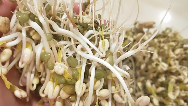 绿色食品\在家就能涨豆芽\香辣凉拌绿豆芽,要轻轻的一把一把的拔出，自己生的绿豆有根，要用剪刀剪掉根部。