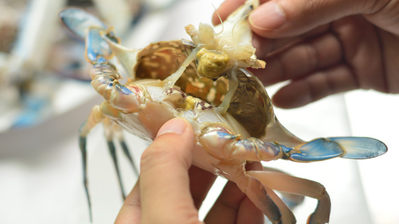 葱姜炒花蟹,从底部掀开壳，撕去螃蟹的腮和胃