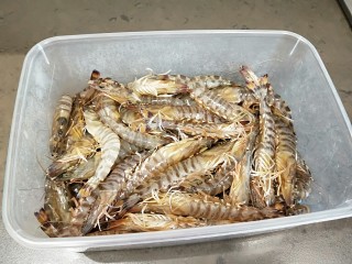 清煮九节虾,新鲜的活虾检出14个。