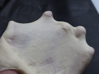 中种蔓越莓吐司,撑开面团能出现手套膜。