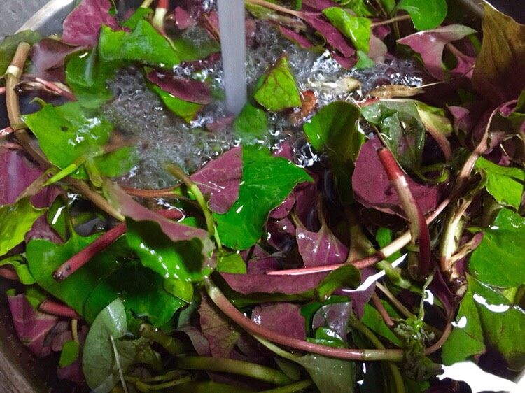 春季野菜~开胃酸辣折耳根（叶）,取叶径部分，用水冲洗