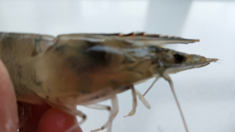 盐水白灼虾,这种虾没有长长的须子，只有头顶尖尖的刺，要把他剪掉，以免备刺这。