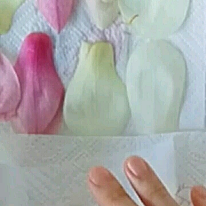 酥炸玉兰花,另外再取一张纸盖在花瓣上，用手轻轻按压吸干花瓣上的水分。