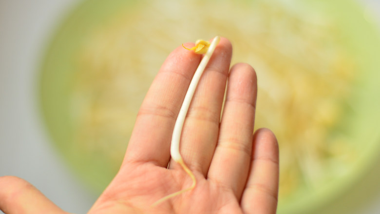 自制绿豆芽,手指头的长短，长的还算结实