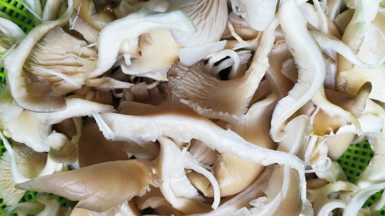 菌类料理+木耳平菇炒鸡蛋,泡好的平菇洗干净，用手撕开，沥干水分