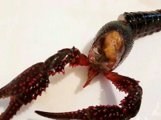 麻辣小龙虾,.小龙虾装入容器，加上清水，盖上盖子，前后上下地摇晃，多摇晃几次，再用清水冲洗，保证干干净净，把龙虾的脚都剪了，龙虾的三角部位剪入一半往外拉，这样整个胃就可以拉出来了（黑色囊状物体就是胃），这部分是不能吃的，用手掐住尾巴中间那根尾翼左右拧，慢慢拉出虾肠，