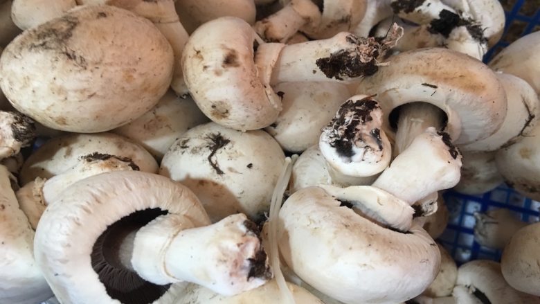菌类料理+蘑菇手撕鸡胸肉,白蘑菇去除根部泥土后洗净；