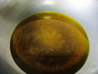 香辣牛蛙,锅中放入适量菜籽油烧热