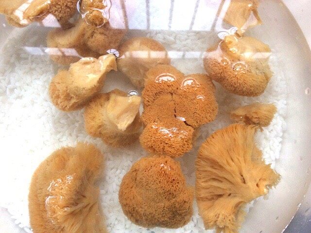 菌类料理+隔水炖猴头菇香菇排骨汤,泡好后撕成小块