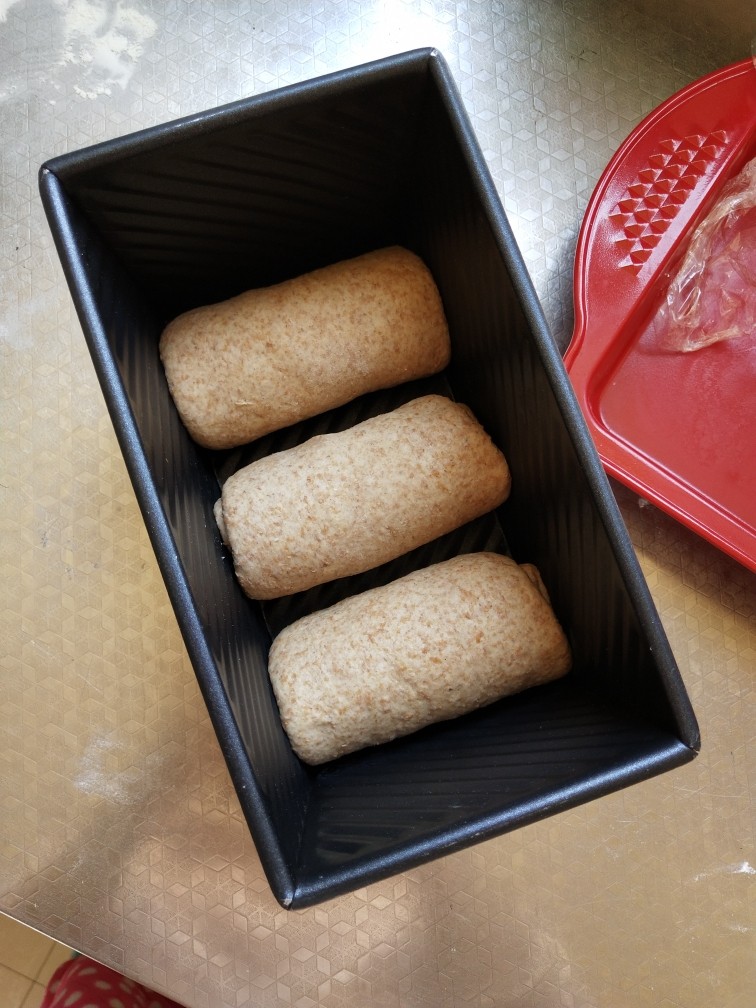 纯全麦～裸麦面包
(王后全麦面粉),卷好后均匀的放在吐司盒中，盖上盖子放到温暖的地方进行二次发酵