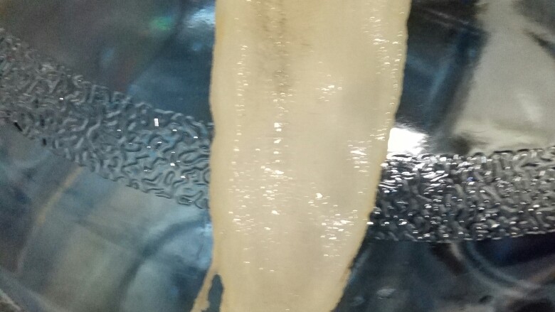 清炖鱼胶冻,图可能太大原因。放上来，看不见头和尾巴，不然这个很漂亮。那就看看胶肉吧。
大口胶尾部会有小花须。