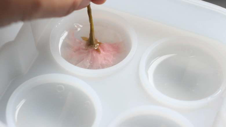 樱花水信玄饼,模具里先加入一半的液体，根据樱花大小，选择放一朵或二朵樱花，花朵花瓣朝下放入，上下按压使花瓣自然舒展开。