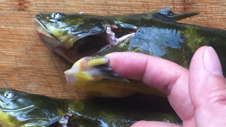 笋干菜烧昂刺鱼,为了不让尖刺在享用美味时戳到，可以用剪刀先剪去，每条鱼一共有三根