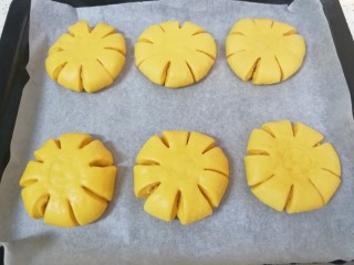 南瓜肉松花朵包,烤盘上铺油纸，放上做好的面包胚。