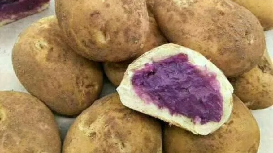紫薯豆包