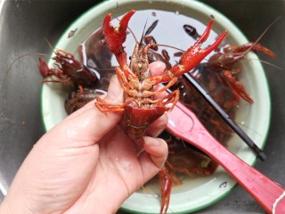 啤酒小龙虾,用厨房剪将小龙虾的触须，小爪子，剪去，去除虾肠，用刷子刷一刷。