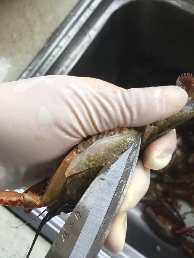 啤酒麻辣小龙虾,将龙虾头部两侧的虾壳剪掉1/3左右。（剪腮壳的时候，从头部向尾部方向剪比较好剪）