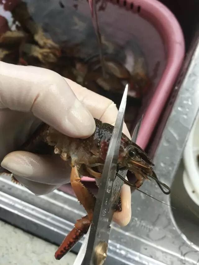 啤酒麻辣小龙虾,将虾全部洗干净后，用剪刀将虾头前端靠近虾嘴的一点小尖尖剪掉，基本上只剪到虾眼后面几毫米的位置就可以了，注意不要剪多了，剪多了虾黄会掉出来。