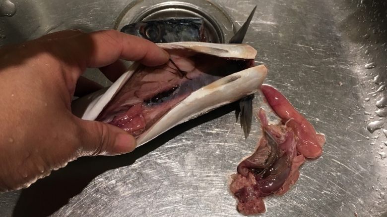干煎鲭鱼,掏出腹腔里的内脏