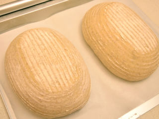 健康黑麦乡村面包,将发酵好的面团倒扣在垫油纸的烤盘上。