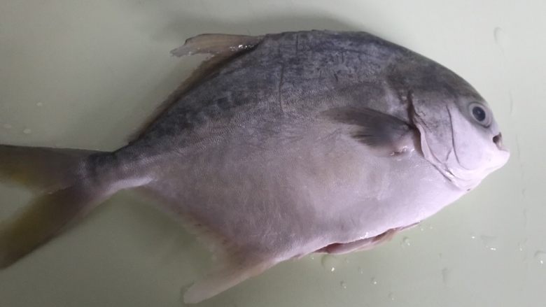 香煎海鲳鱼,
1. 将鲳鱼从冻箱里取出自然解冻，去除腮和内脏洗干净。