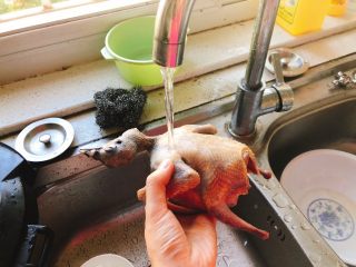 百合炖鸽子-滋补好汤,从锅里捞出鸽子后洗去残留血水。
