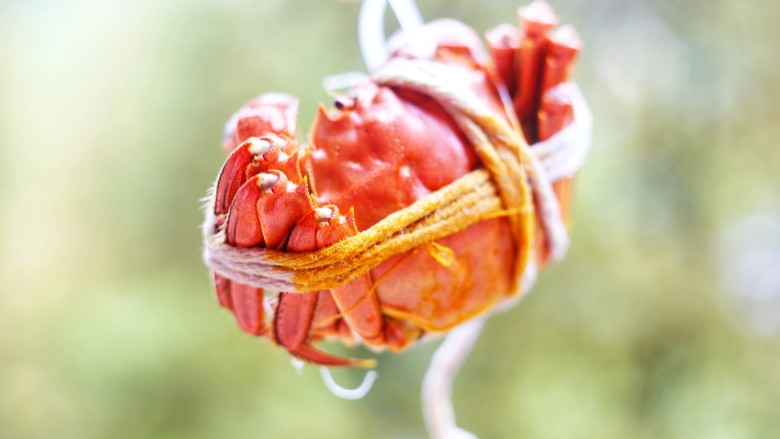美食丨清蒸阳澄湖大闸蟹 用最简单的方法吃最鲜美的蟹,颜值又高，鲜嫩肥美，简单易做，餐桌上绝对上档次的大菜。
