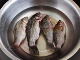 补钙又养胃的鲫鱼萝卜汤,首先把鲫鱼的内脏取出，洗净后的鲫鱼放入加入适量清水的盆中，倒入料酒来继续泡出血水。