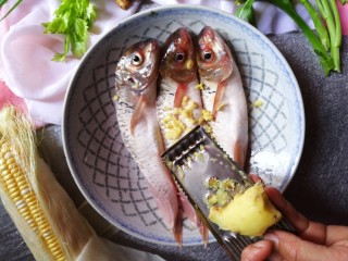 豉汁蒸鲮鱼腩,两块生姜去皮洗净，用工具刨擦成姜蓉，均匀铺在鱼身上。