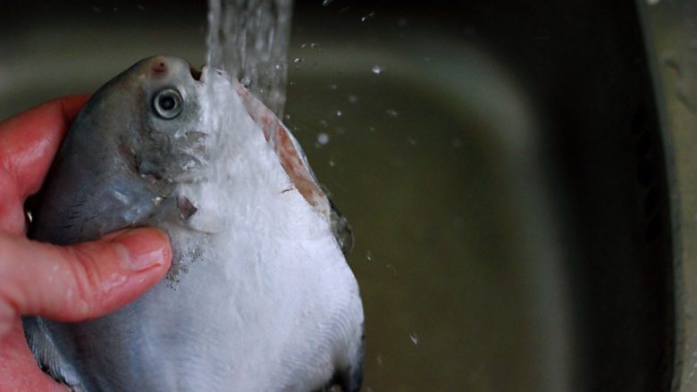 酱焖海鲳鱼,把清除干净的鲳鱼用自来水清洗干净后沥干水分备用。