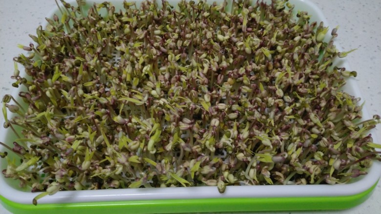 涨绿豆芽,第5天，换水一次，每天喷水3次，自己涨的纯水芽菜，会长出2片绿色的叶子。