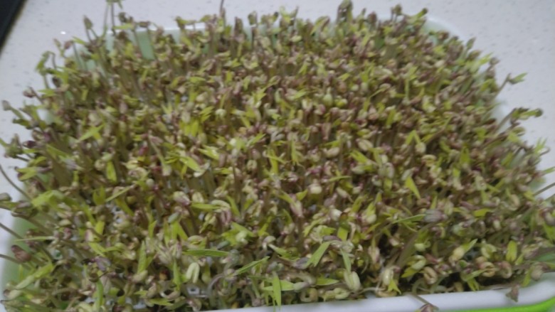 涨绿豆芽,第6天，换水一次，喷水3次。
