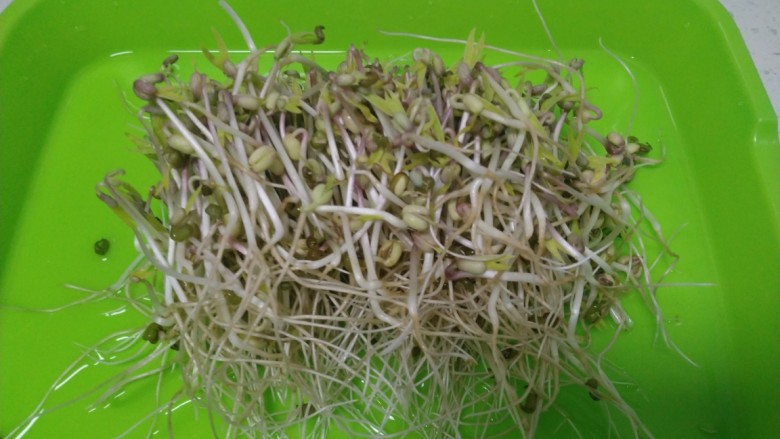 涨绿豆芽,自己纯水培育的芽菜，可以吃了。