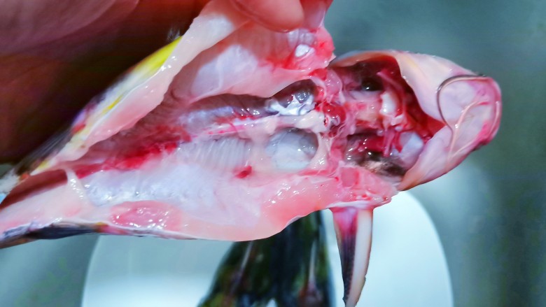 酸菜昂刺鱼,昂刺鱼清洗时要小心，把鱼头旁边的两根大刺剪一下。